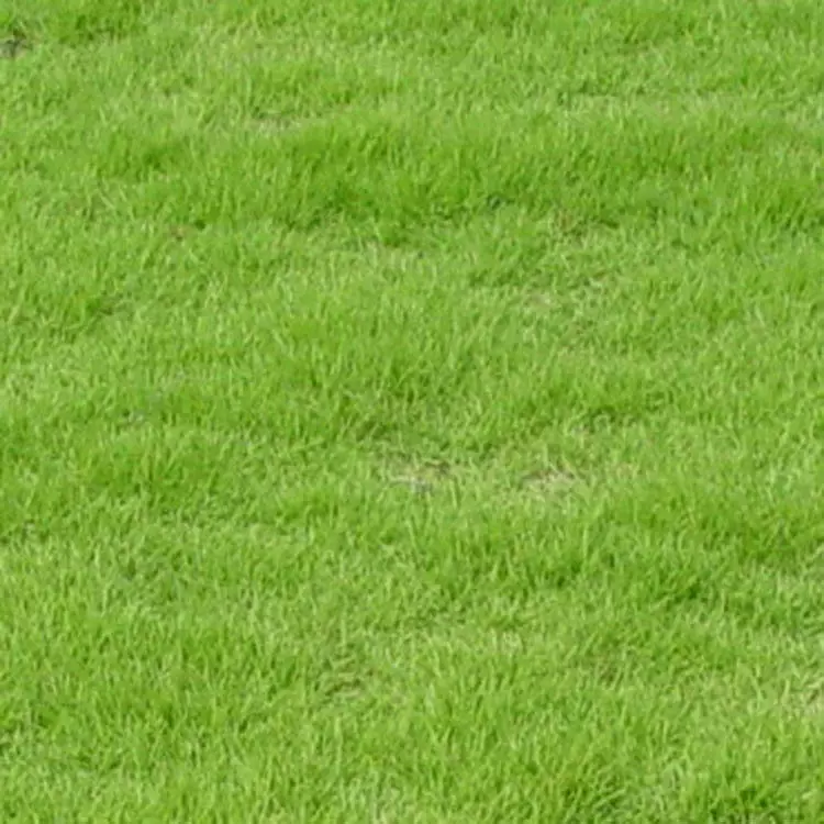 直供带泥土真草皮马尼拉果岭草草坪 天然人工