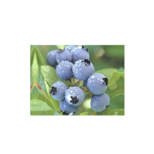 ���儩���Sֱ����ȻʳƷ�����儩�{ݮ���{ݮ��֭��÷�Ƴ��儩