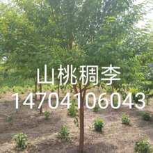 ɽҳ3-20lɽҳСɽҳуr񃞻