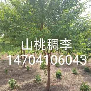 ����ɽ�ҳ���3-20�������lɽ�ҳ���С��ɽ�ҳ�����уr�񃞻�