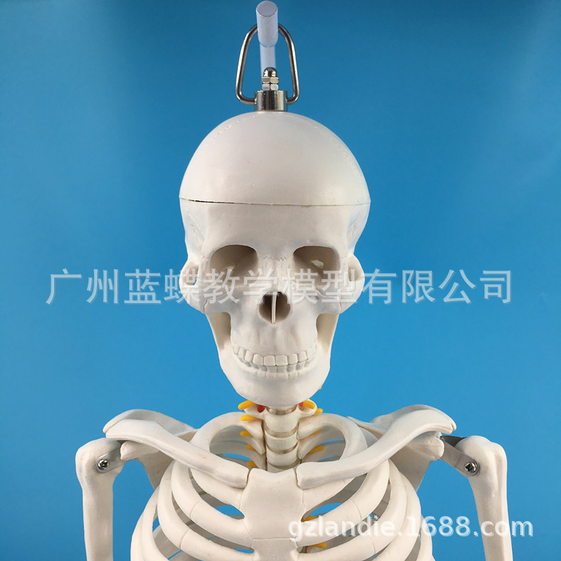 85���ִ��񾭸�׵����������Ǽܱ걾ҽѧ��ѧģ�߹�ʽ����׵