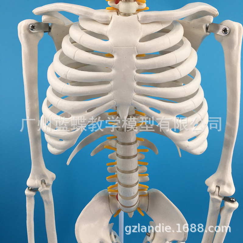 85���ִ��񾭸�׵����������Ǽܱ걾ҽѧ��ѧģ�߹�ʽ����׵