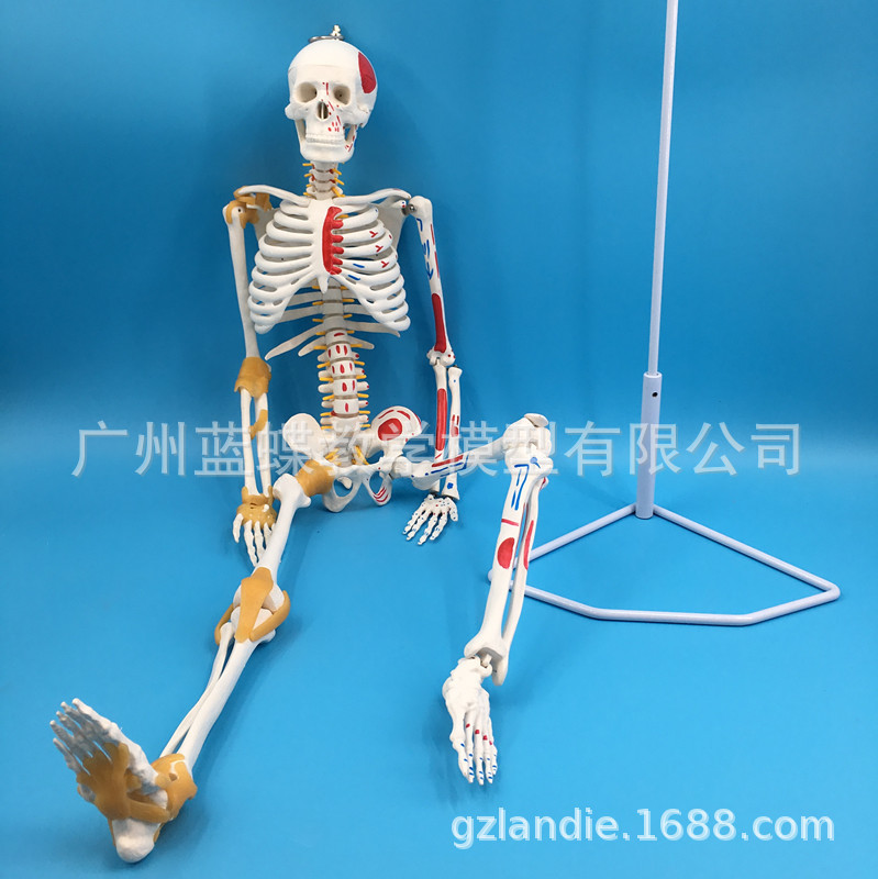 85cm�������������ʹ�����߼�����ɫ�ɲ�жҽѧ�Ǽܴ��������