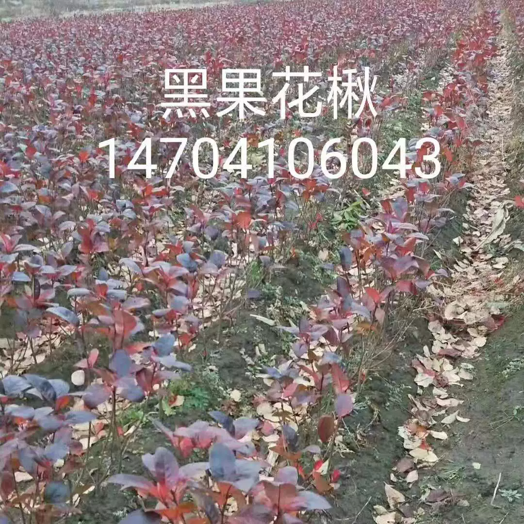 Черные фрукты рябина база черные фрукты саженцы рябины ценовые льготы многолетние оптом