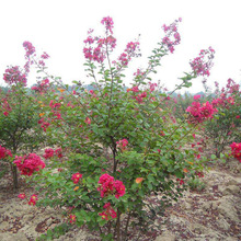 ��ޱ����ռt��������ޱ��t�������ޱ Ҏ��ȫ ���󃞻ݻ���ֱ�l