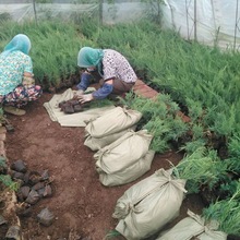 �ͺ�ɳ�ذ����ذز��Ӱ� �A�� ���ؘ��� ��؏S�ҹ���