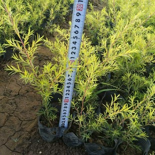 ���� �S������ 15-30cm�� С�� ǧ�ӽ� �S������ ���� ������