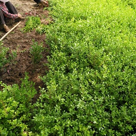 灌木;乔木;一二年生花卉