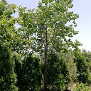 ���Ǘ����罛��F؛���� �е��L����ͥ�a�� ���Ǘ��G����Ҏ���Rȫ