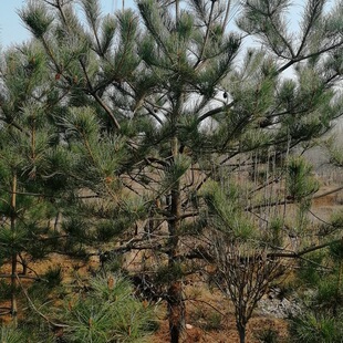 ����Nֲ���� ϲ�⿹񤱡�����������ˮ�ĭh���������� ���󃞻�