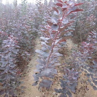 ���l�G����ľ�t���� ���|�t���� ��СҎ�����󃞻ݼt����