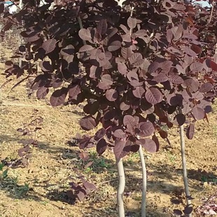 ɽ�|�S����ľ���س���1-5�����S����r�� �L�ڹ����S�� �t��