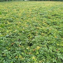 2-5���� �ٱ�ֲ�� �G�����w��ɽ�� ���~��ɽ�� ���~���\ ��ꖽ���