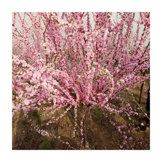 山东基地绿化苗木批发 榆叶梅 榆叶梅苗庭院观花植物道路供应绿化