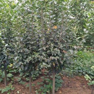 �����������Ę��� �F�������·����ͥԺ�ȾG���� ��������