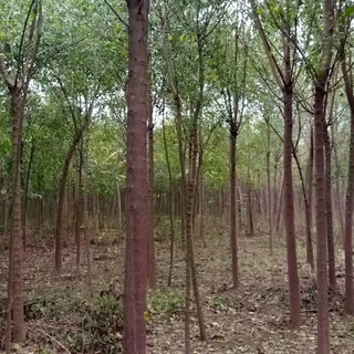 丝绵木树苗批发优质绿化工程苗木 桃叶卫矛苗 庭院园林种植丝棉木