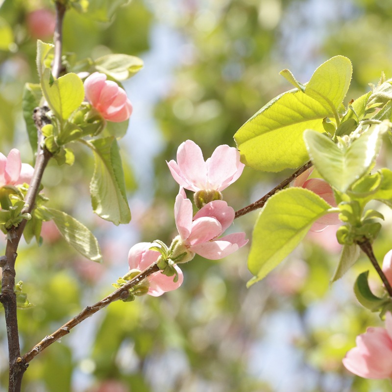 山东出售苗木批发 园林绿化用树木瓜海棠 各种规格海棠苗