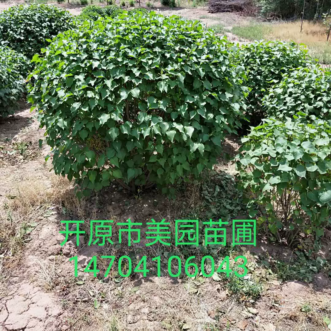 База "Сиреневый шар" 0,5-2 м Сиреневый шар-листовица Сиреневое дерево Сиреневая рассада оптом