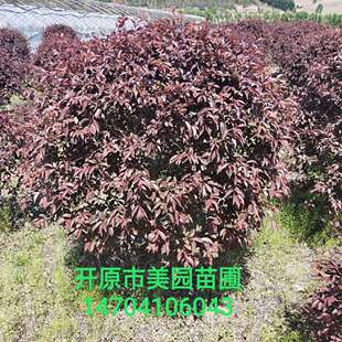 �����N�۲��~����t�~����Ҏ���Rȫ�r�񃞻ݚgӭ�xُ