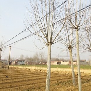 ɽ�|����ֱ�N��ͩ ��ͩ��ͩ ���۸��N��ͩ���� ���^��ľ�е���