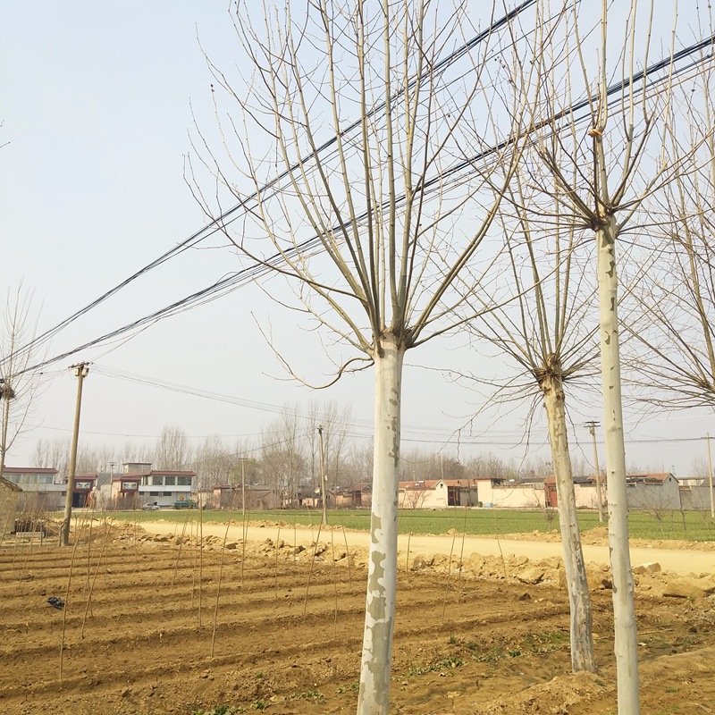 山东基地直销法桐 法桐梧桐 出售各种法桐树苗 景观苗木行道树