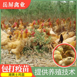 衡阳三黄鸡苗//湖南湘黄鸡苗厂家直售 成鸡肉质细嫩好吃的土鸡