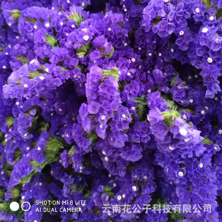 产地直发昆明勿忘我情人草水晶草鲜花批发 干花材料900克