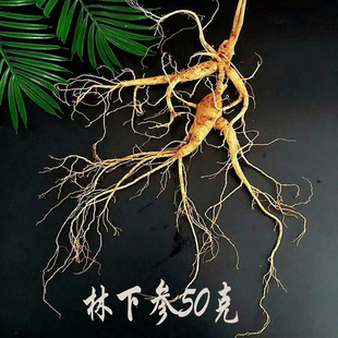 ���r��������ɽ�������˅� ������ɽ��50���r�|���ݾ��˅�