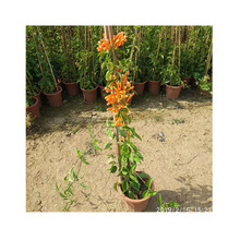 �ٱ�ֲ���������̻� ͥԺ��ֱ�G����Ԯ��ľ