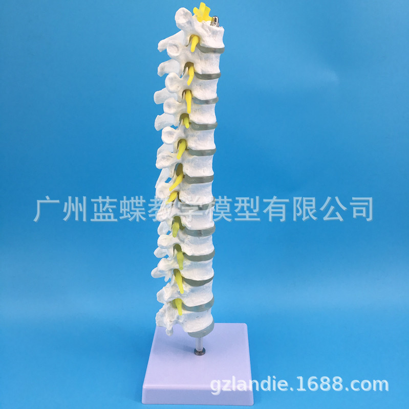 ��׵��׵�����뼹�� ������׵�� ��׵��ģ�� ȫ�ضμ�׵����