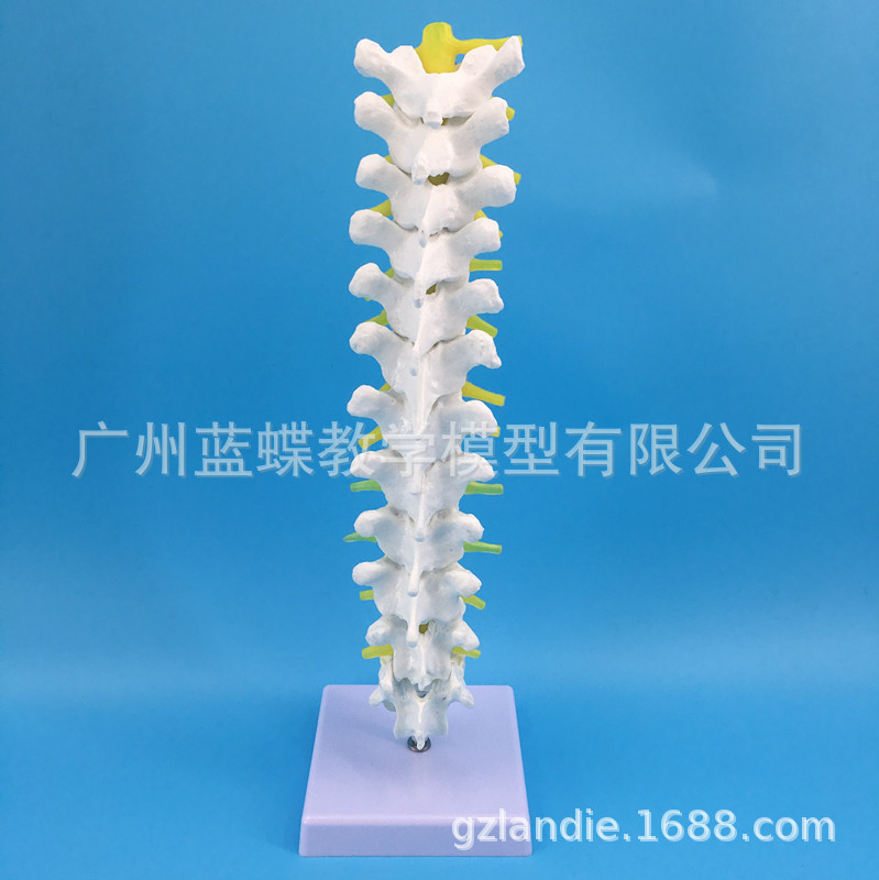 ��׵��׵�����뼹�� ������׵�� ��׵��ģ�� ȫ�ضμ�׵����