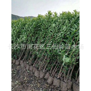 ���Ϸ�����������������l ���������� ���������r�񃞻� Ҏ���R