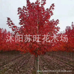 ֱ�N�����t�� �����t������ �����С�� �t�c�� �@�־G�����̘���