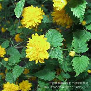 ¶�������Sɫϵ����� ���G�Ի����G�h��� �������^�p��Ļ�����