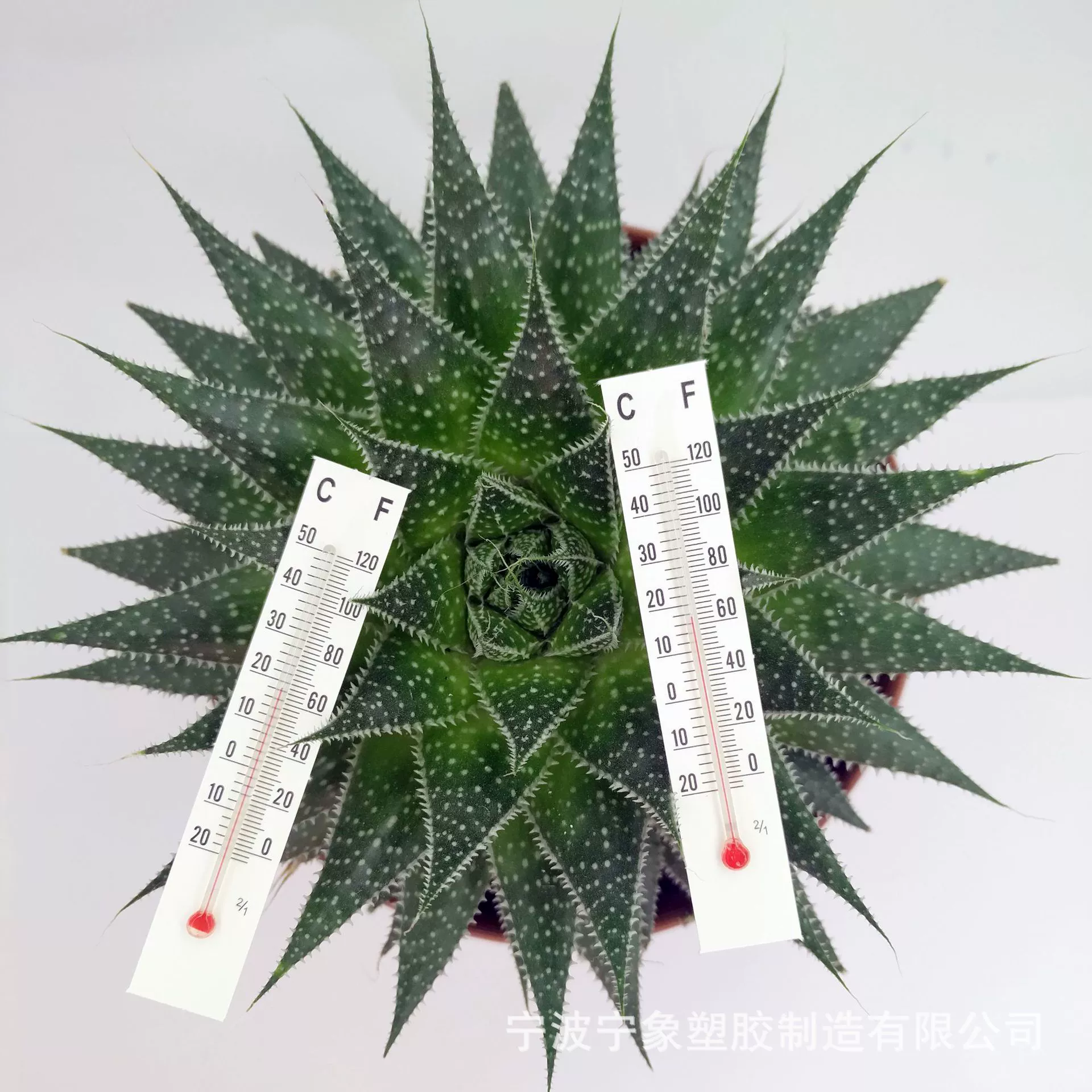 Наша компания специализируется на производстве картонных термометров для теплиц, для шелкопрядства и для студенческих поделок, стекло 85*15 мм.