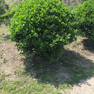 厂家直供大叶黄杨球 地被色块常绿灌木 景观园林绿化工程大叶黄杨