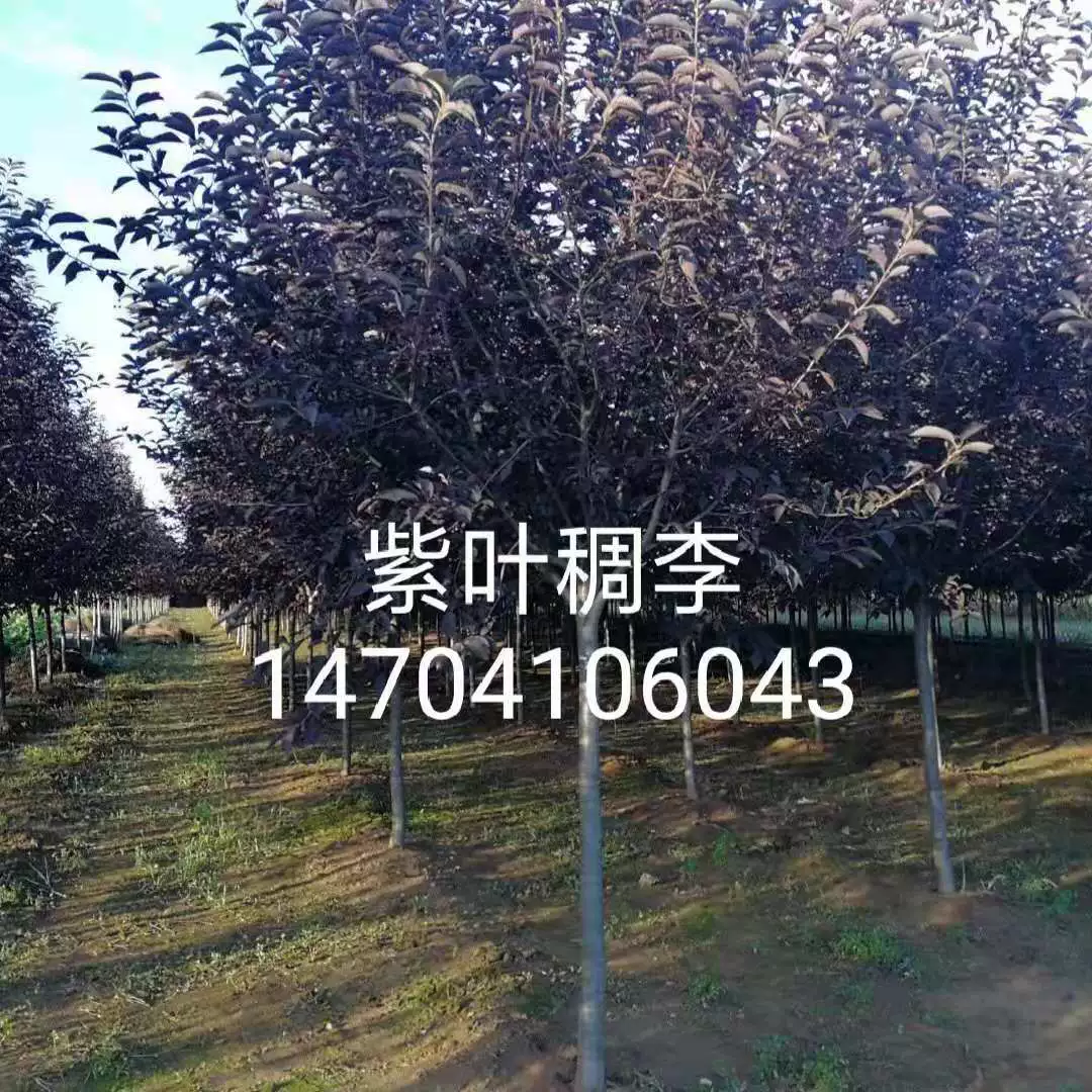 Базовый проект озеленение фиолетовый лист Толстая слива фиолетовый лист толстые саженцы сливы оптовые цены уступки