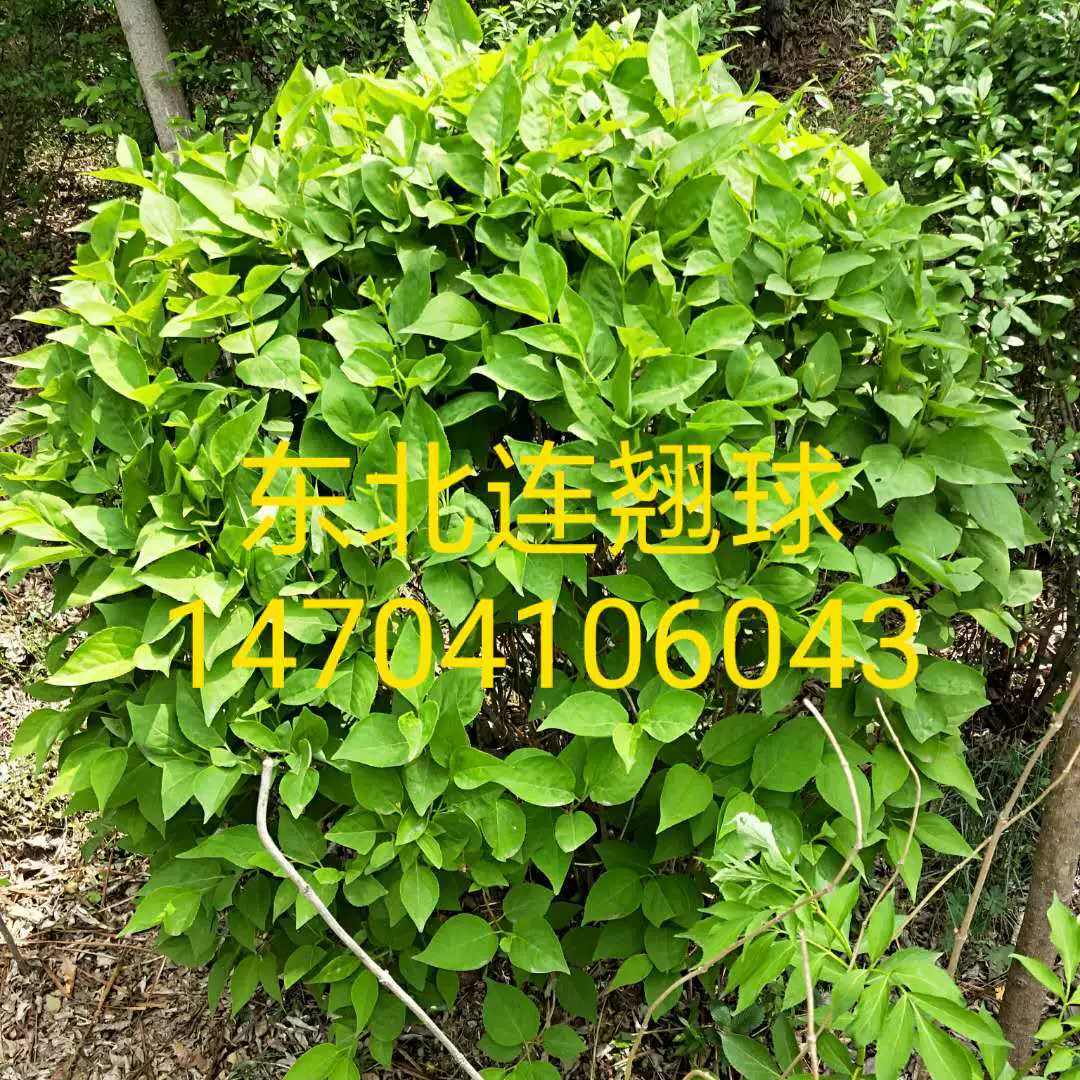 Шарик северо-восточной форситии Северо-Восточная саженцы изгороди форситии саженцы форситии цена оптовая цена отличная