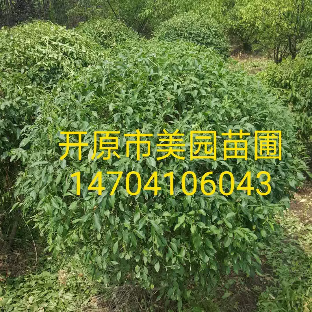 Лист персика копье шарик Лист персика копье Зеленая живая изгородь Лист персика рассада копье многолетние Оптовые ценовые уступки