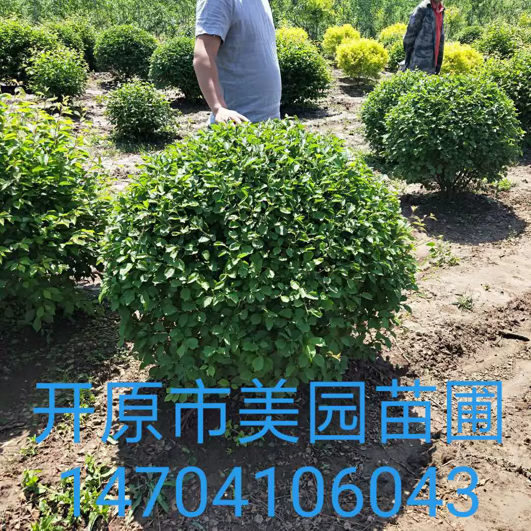 Саженцы форзиции оптом: Шарик дерева Мяч вяза сливы Мяч вяза Слива Стержень мяч многолетние оптом скидка