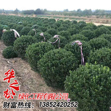 基地供应冬青球 四季常青篱笆植物大叶黄杨球冬青小床规格齐全价