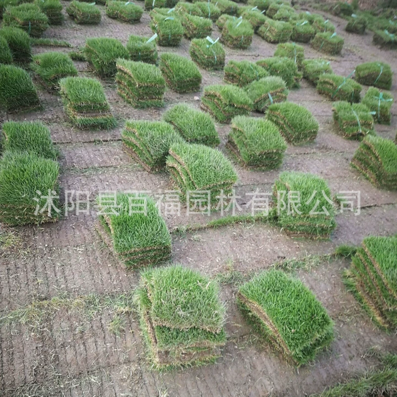 База поставляет большое количество газона в Манильском сообществе озеленения газона, чтобы узнать о скидке по цене.