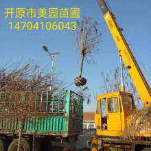 梓树/梧桐树  黄金树 梓树小苗 梓树价格 梓树批发 欢迎选购