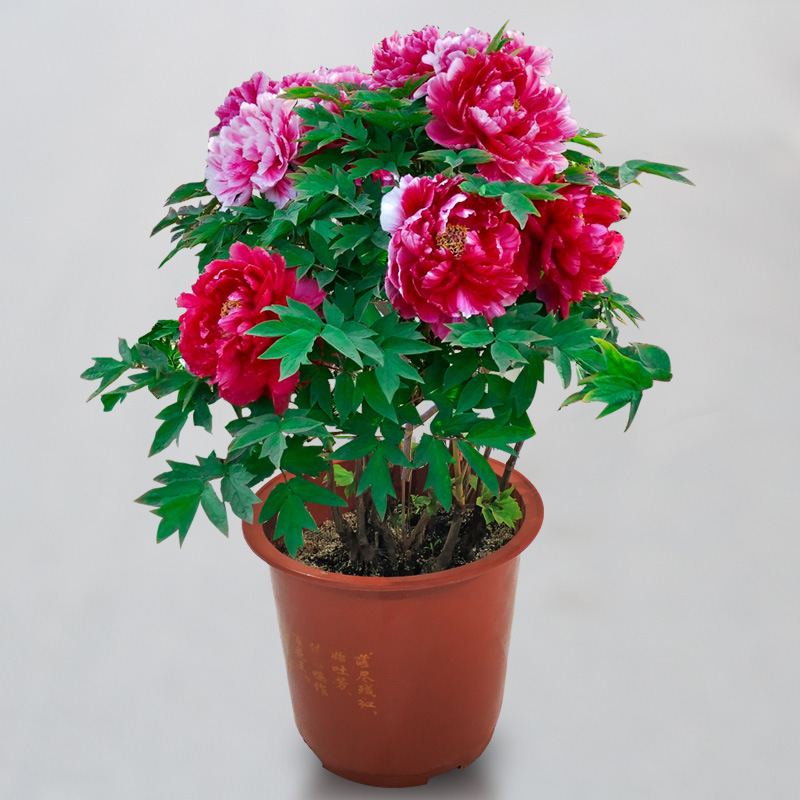 Luoyang Peony Seedlings, Peony Saplings, Balcony Flower Pots, Courtyard Greening Plant Pots That Bloom in the Same Year