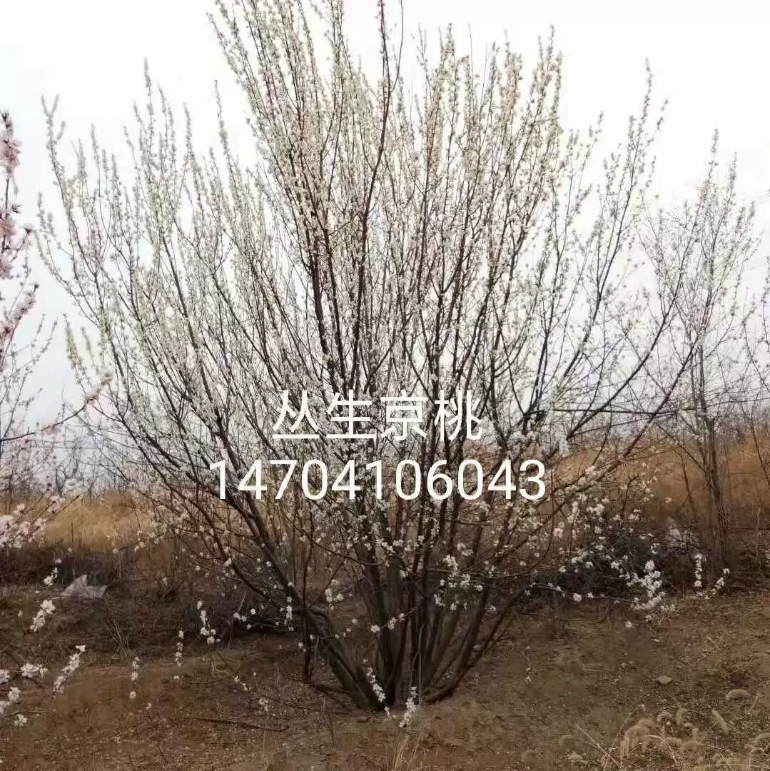 Кластер персики 3-10 см один полюс персики рассада оптом персики семена персики цены