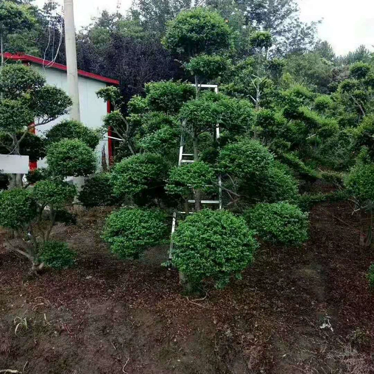 Маленький Лист Лепесток моделирование дерева оптом высококачественный ландшафтный дизайн саженцы озеленение двора полные спецификации