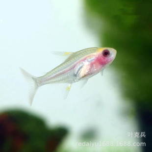 �Ꭷ�^�p�~���l�t�ǲ����~ �t��Ƥ ͸���~Ⱥ���~���l