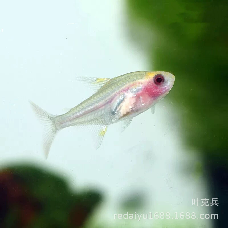 Тропические декоративные рыбы оптом красный живот Стекло Рыба красный живот прозрачная рыба плавание рыбы оптом