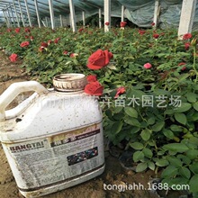 �Nޱ ���l����ֲ�ﻨ������ �̨�ļ��_���Nޱ�����ٱ��¼��緱��