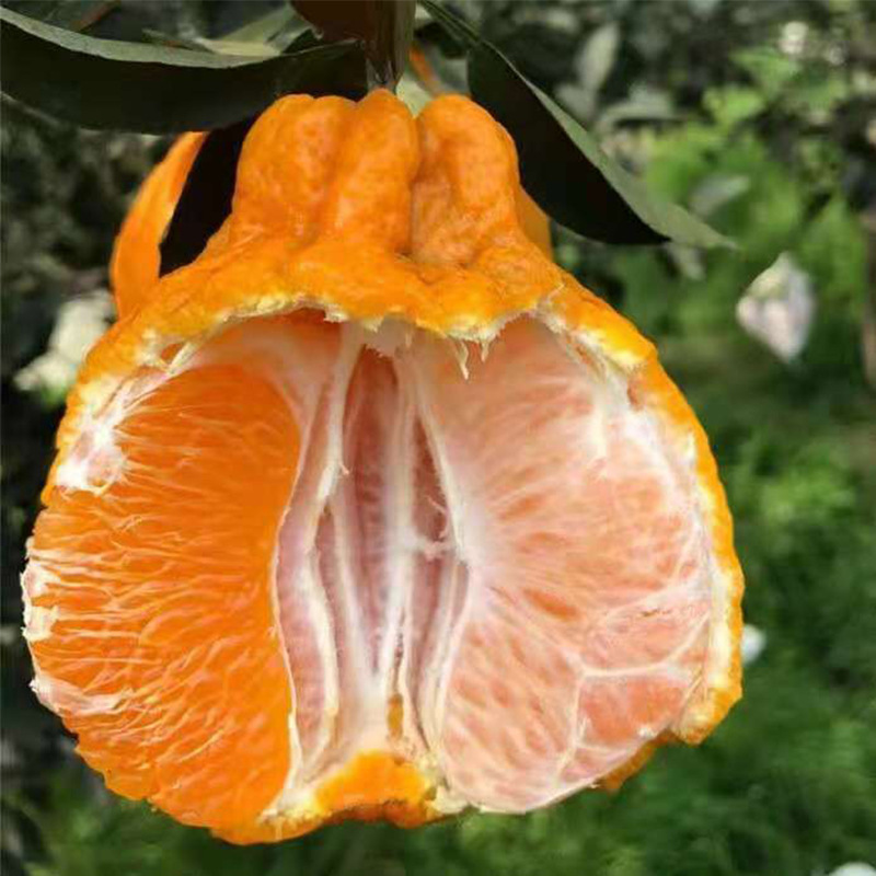 Fresh Tangerines from Sichuan, Unknown Fire Sweet Tangerines, Whole Box 9 Jin, Seasonal Fruit Delivery 2.5kg